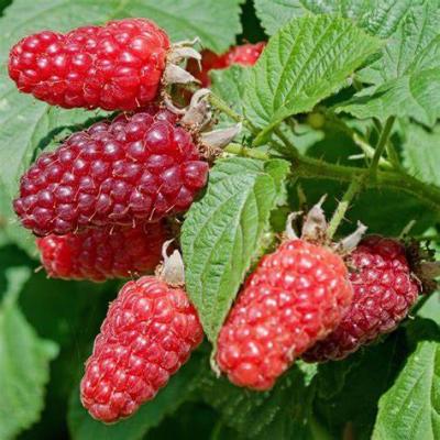 RUBUS TAYBERRY BOUNTY BERRY 'YANTAY'®