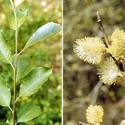 SALIX CAPREA