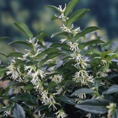 SARCOCOCCA HOOKERIANA HUMILIS