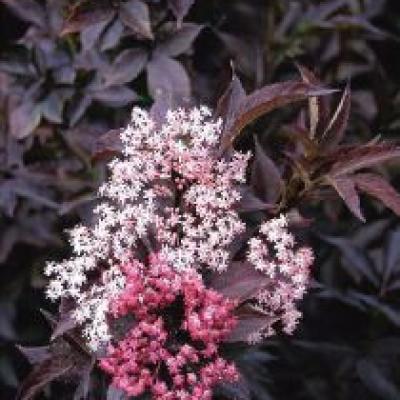 SAMBUCUS NIGRA BLACK BEAUTY