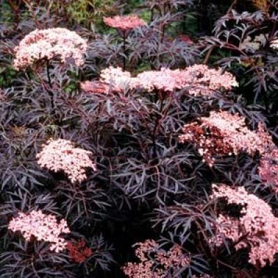 SAMBUCUS NIGRA BLACK LACE®