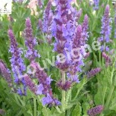 SALVIA NEMEROSA BLAUKTNIGIN