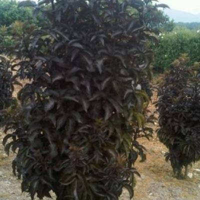 SAMBUCUS NIGRA BLACK TOWER ®