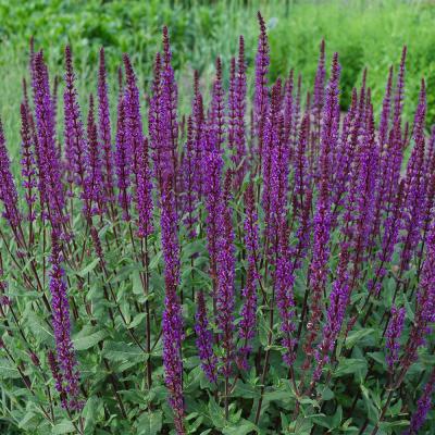 SALVIA NEMEROSA CARADONNA
