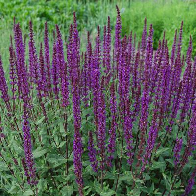 SALVIA NEMEROSA CARADONNA