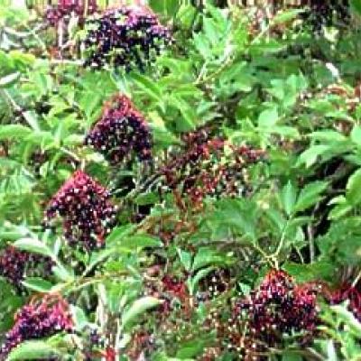 SAMBUCUS NIGRA