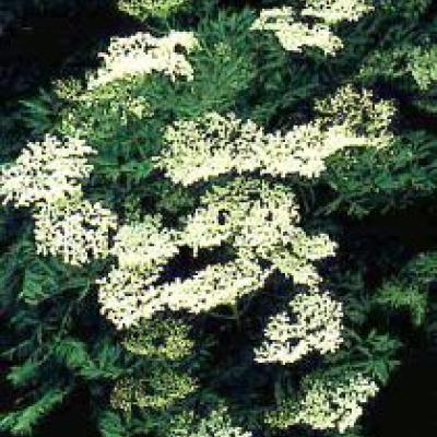 SAMBUCUS NIGRA LACINIATA