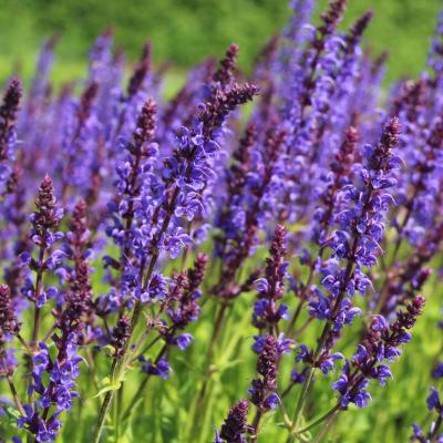 SALVIA NEMOROSA MAINACHT