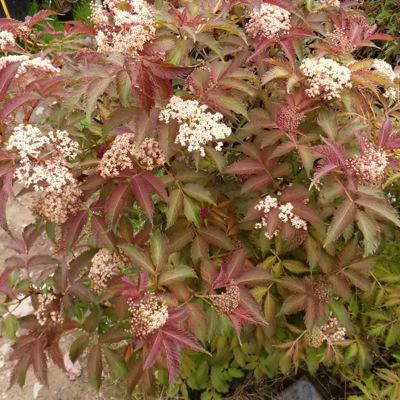 SAMBUCUS NIGRA SERENADE ®