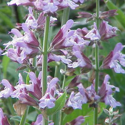 SALVIA OFFICINALIS