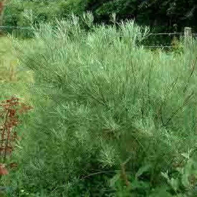 SALIX ROSMARINIFOLIA