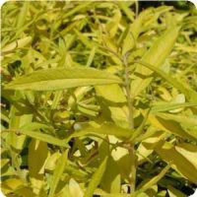 SALIX SACH. GOLDEN SUNSHINE®