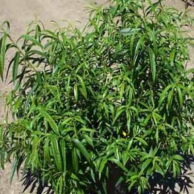 SALIX UDENSIS SEKKA