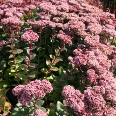 SEDUM HYBRIDE MATRONA