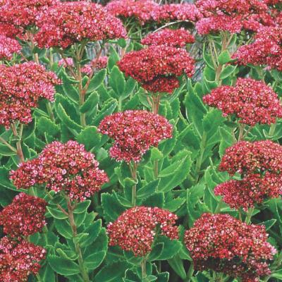 SEDUM TEL. HERBSTFREUDE