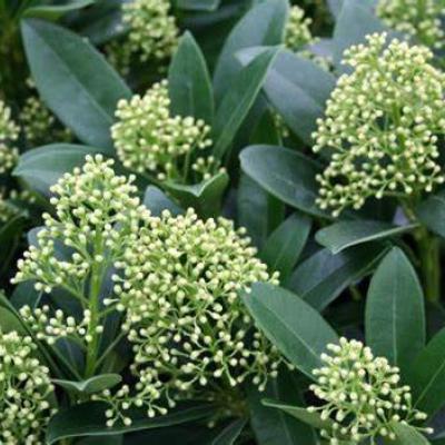 SKIMMIA JAPONICA FINCHY