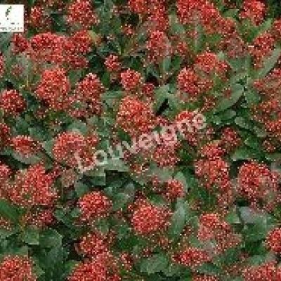 SKIMMIA JAP. RUBELLA (FOREMANII)