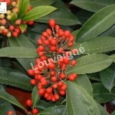 SKIMMIA REEVESIANA (JAPONICA)