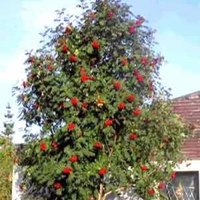 SORBUS AUC. EDULIS