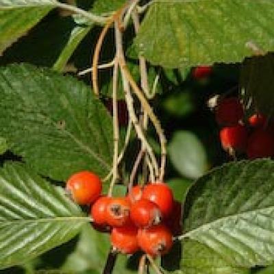 SORBUS ARIA