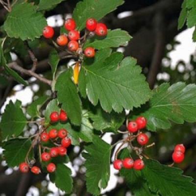 SORBUS INTERMEDIA