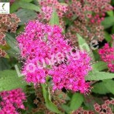 SPIRAEA BUMALDA ANTHONY WATERER