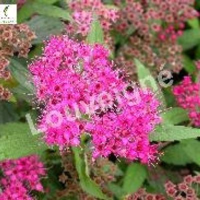 SPIRAEA BUMALDA ANTHONY WATERER