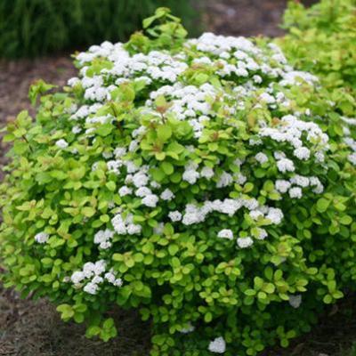 SPIRAEA BETELIFOLIA  TOR GOLD