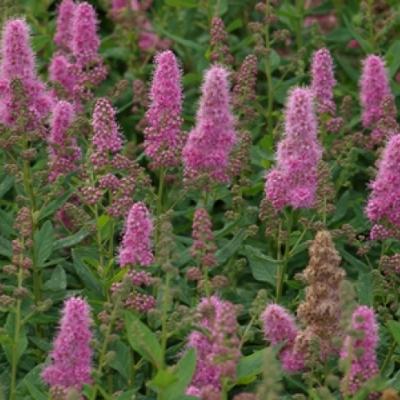 SPIRAEA BILLIARDII TRIUMPHANS