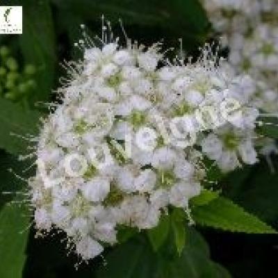 SPIRAEA JAPONICA ALBIFLORA