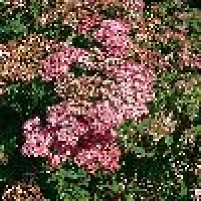 SPIRAEA JAPONICA CRISPA