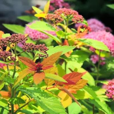 SPIRAEA JAP. DOUBLE PLAY ®