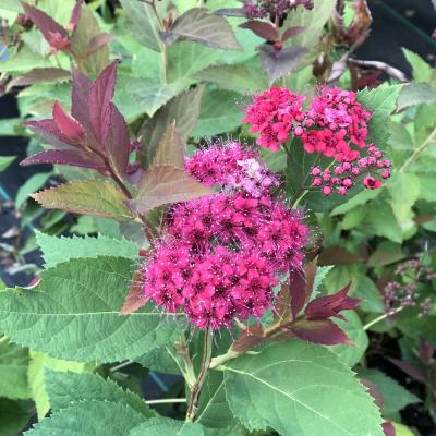 SPIREA JAP. DOUBLE PLAY RED