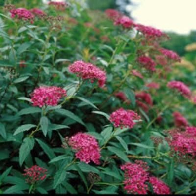 SPIRAEA JAP.DART'S RED