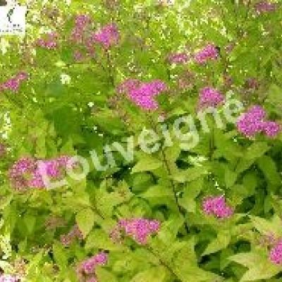 SPIRAEA JAP.GOLDEN PRINCESS