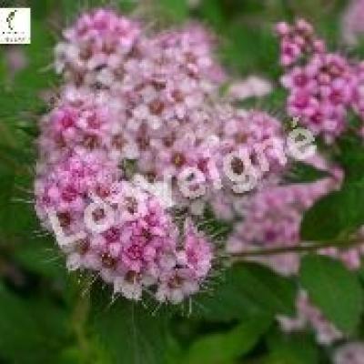 SPIRAEA JAP.LITTLE PRINCESS