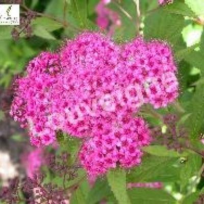 SPIRAEA JAP.SHIROBANA (GENPEI)