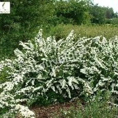 SPIRAEA NIPP. SNOWMOUND