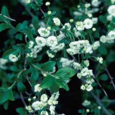 SPIRAEA PRUNIFOLIA