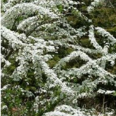 SPIRAEA THUNBERGII