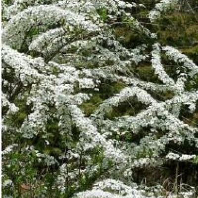 SPIRAEA THUNBERGII