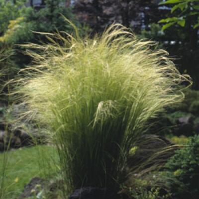 STIPA TENUISSIMA PONY TAILS