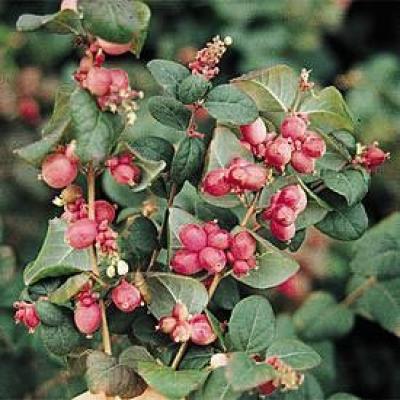 SYMPHORICARPOS D. MAGIC BERRY