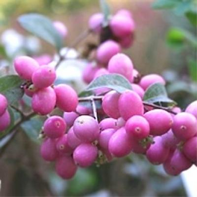 SYMPHORICARPOS D. MAGICAL CANDY ®