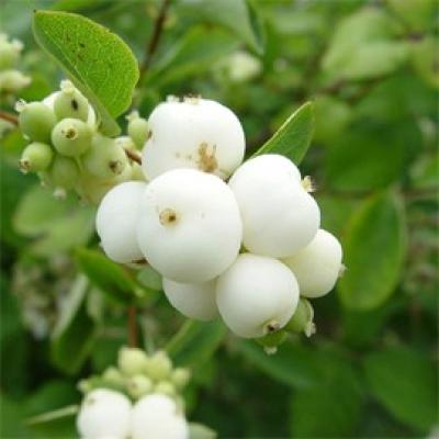 SYMPHORICARPOS D. MAGICAL GALAXY ®