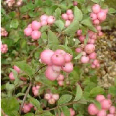 SYMPHORICARPOS D. MOTHER OF PEARL