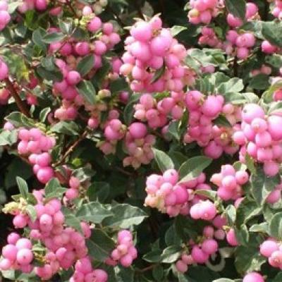 SYMPHORICARPOS D. MAGICAL SWEET®