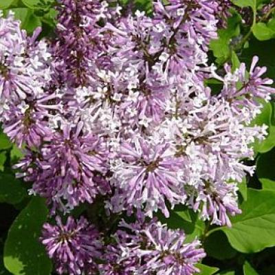 SYRINGA PATULA MISS KIM