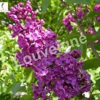 SYRINGA VULG. CHARLES JOLY TIGE