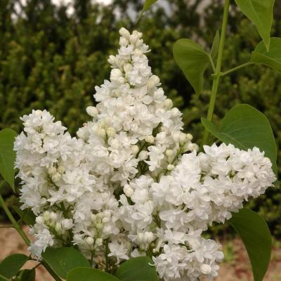 SYRINGA VUL. DENTELLE D ANJOU